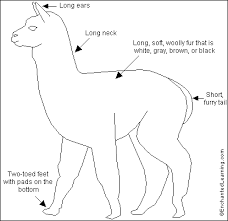 Learn vocabulary, terms and more with flashcards, games and other study tools. Alpaca Printout Enchantedlearning Com