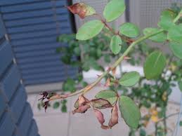 バラ 新芽が黒く枯れ 思ったこと日記
