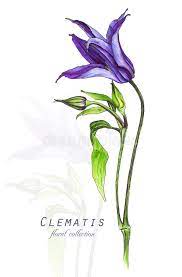 We did not find results for: Botanical Illustration Postcard Card With Purple Clematis Flower Stock Illustration Illustration Of Plant Buttercup 118809163