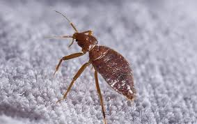 Bed bugs in the bed. How To Identify Bed Bugs Beg Bug Identification Bed Bug Removal