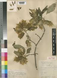 Image result for Anisotes rogersii