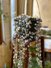 Image result for Ceropegia