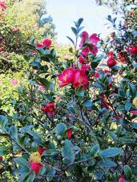 Camellia Song The Garden Times Yuletide Camellia Camellia Songs