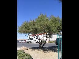 It seems like the african sumac in my backyard is dying: Find Plants African Sumac