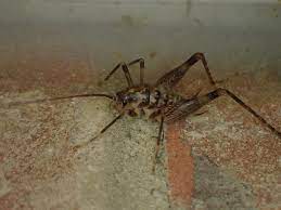 Spotted camel cricket (ceuthophilus maculatus). Spotted Camel Cricket Minnesota Orthoptera Inaturalist