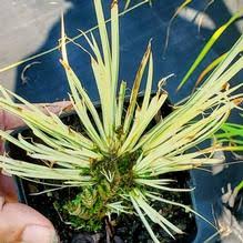 Image result for Chlorophytum perfoliatum