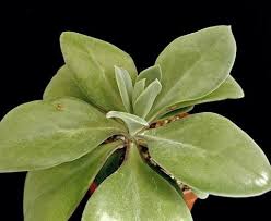 Image result for Kleinia fulgens