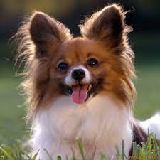 Find out about our chosen charity: Small Dog Rescue Cliveglen Ltd Home Facebook