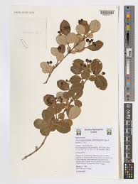 Image result for Psorospermum febrifugum