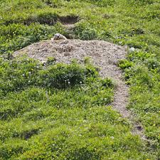 As you can see there are. Woodchuck Control And How To Trap Out Unwanted Activity Around The Home