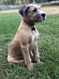 4 month old shiba inu for sale. Spanish Mastiff Vs Irish Wolfhound Breed Comparison