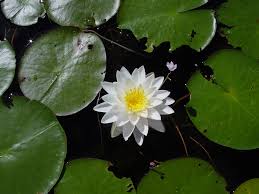 Image result for Nymphaea