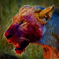 Ap8nwx (rf) las vegas, usa. Lioness Mouth Soaked In Zebra Blood Imgur