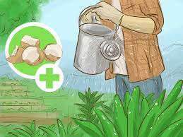 Plants need calcium for enzyme activity, metabolism, and for nitrate (a useable form of nitrogen) uptake. How To Add Calcium To Soil 10 Steps With Pictures Wikihow