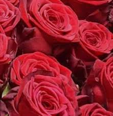 We provide flowers sending service on all significant holidays such as christmas, mother's day and valentine's day. Westport Florist Mayo Ireland Home Facebook