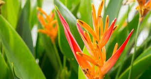 Types of florida perennials, the best perennial flowers to grow in florida. Heliconia Flower Care How To Grow Lobster Claw Plant