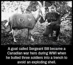 Goat Of War Unbelievable Facts Fun Facts War Heroes