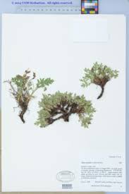 Image result for Agrocharis incognita