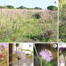 Image result for Vernonia amblyolepis