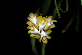 Image result for Disa ochrostachya