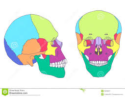 Anatomia Humana Del Craneo Ilustracion Del Vector Ilustracion De Craneo Anatomia 36838987 Find the perfect craneo stock illustrations from getty images. dreamstime