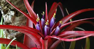 Image result for Disa cryptantha