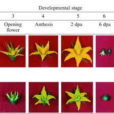 Check spelling or type a new query. Developmental Stages Of Tomato Flowers And Fruits In A Wild Type And Download Scientific Diagram