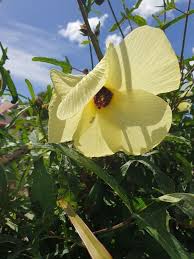 Image result for Abelmoschus esculentus