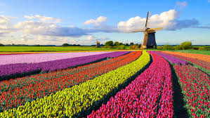 When the tulips are in full bloom during spring, tourists will stroll around in this ocean. The Best Time To Visit The Netherlands