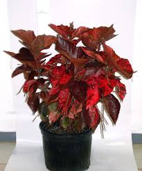 Image result for Acalypha volkensii