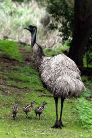 Tower Hill National Park Near Warrnambool Vic Hipmunkbl Australian Animals Pet Birds Animals Beautiful