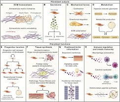 Health physical education unit 3: Fibroblasts Origins Definitions And Functions In Health And Disease Sciencedirect