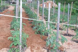 Spinach, lettuce, radishes, peas, and green onions can be harvested early in the season. Beginner Gardening Is Sawdust Good For A Vegetable Garden 1 By Schickenlady