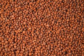 If radishes are planted in too much shade or even where neighboring vegetable plants shade them they will put all their energy into producing larger leaves. Smart Radish Green Cover Seed