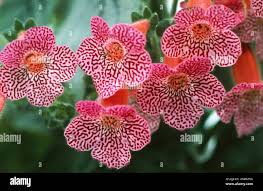 Image result for Kohleria