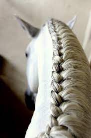 Horsebackriding Horseback Riding Hairstyles Horse Mane Braids Horse Braiding Horse Hair Braiding
