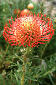 Image result for Leucospermum