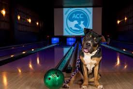 Zani's furry friends and they can offer you a puppy, even a specific breed that's temper tested, spayed and neutered, up to date on vaccinations, receive. Animal Care Centers Of Nyc S 2016 Pit Bowl