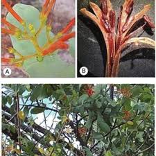 Image result for Agelanthus terminaliae