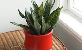 Non flowering house plants with names. 9 Non Flowering Plants That Cast The Magic With Their Foliage