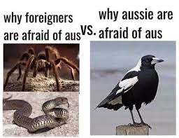 Only Australians Will Understand 30 Photos Funny Memes Memesdaily Humor Funnymemes Cute Australian Memes Australia Funny Funny Aussie