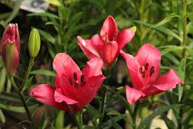 Beginnen sie sofort mit dem umpflanzen von lilienknollen, sobald diese angehoben wurden. Lilien Pflanzen Wann Am Besten Im Januar