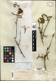 Image result for Anisotes formosissimus