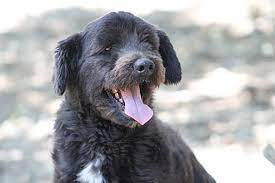Marion, nc homes for sale & real estate. Marion Nc Basset Hound Meet Skipper A Pet For Adoption