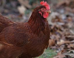 Maybe you would like to learn more about one of these? Guide To Chicken Breeds Blain S Farm Fleet Blog