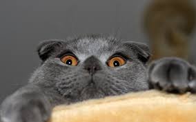 Scottish Fold Cat Wallpaper 6 Funny Cat Wallpapers Cat Scottish Fold Cats Cat Breeds