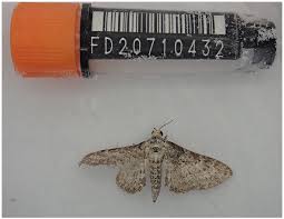 Image result for Eupithecia subumbrata