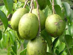 To maintain most fruit trees in small spaces we also have trees on dwarfing rootstocks available. Ambarella Berry Garden Fruit Tree Nursery Tree Sale