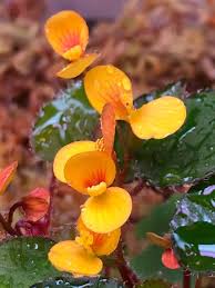 Image result for Begonia vankerckhovenii