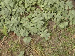 Image result for Coldenia procumbens